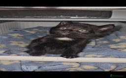 American Curl cats for sale: Amarican Curl Kitten  - Image 5
