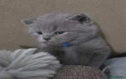 British Shorthair cats for sale: Beautiful BSH Kittens  - Advert 19