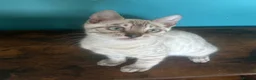 Bengal cats for sale: Supper friendly TICA registered kittens  - Advert 16