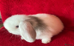 Mini Lop rabbits for sale: Adorable Pure Mini Lop Rabbits  - Image 2