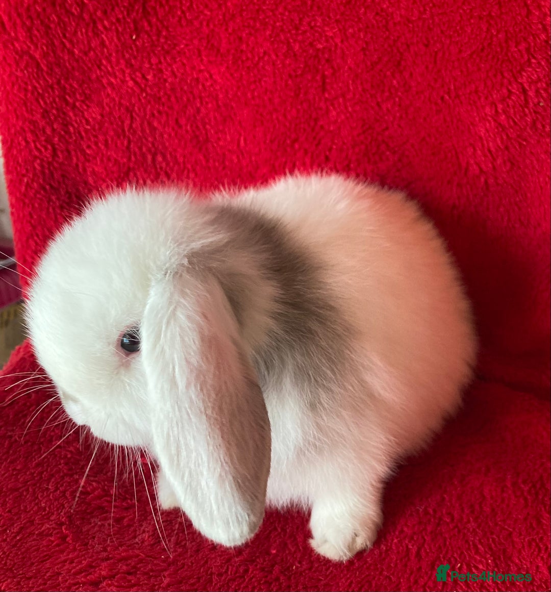 Mini Lop rabbits for sale: Adorable Pure Mini Lop Rabbits  - Image 2