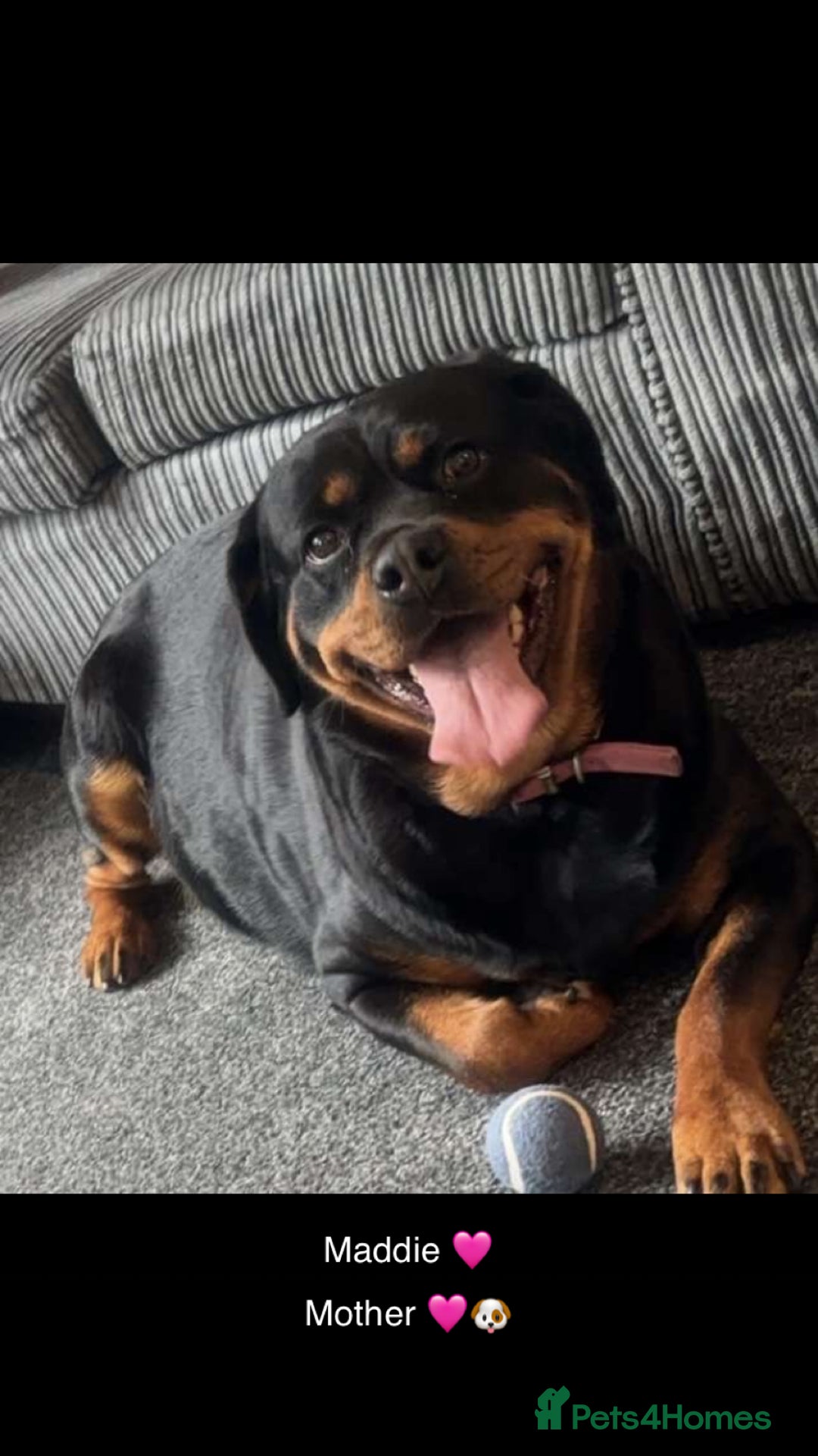 Rottweiler dogs for sale: Dave.  - Advert 1