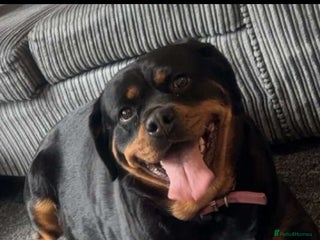 Rottweiler dogs Dave. - Advert 1