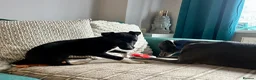 Mixed Breed dogs for sale: Italian greyhound x whippet pups - Advert 1