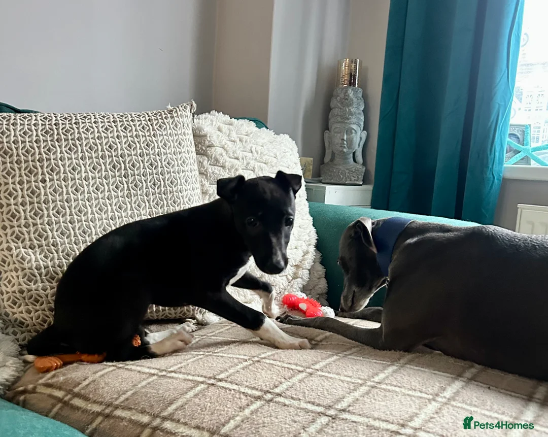 Mixed Breed dogs for sale: Italian greyhound x whippet pups - Advert 1