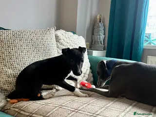 Mixed Breed dogs Italian greyhound x whippet pups - Advert 6