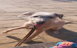 Lurcher dogs for stud: Dog for stud - Image 2