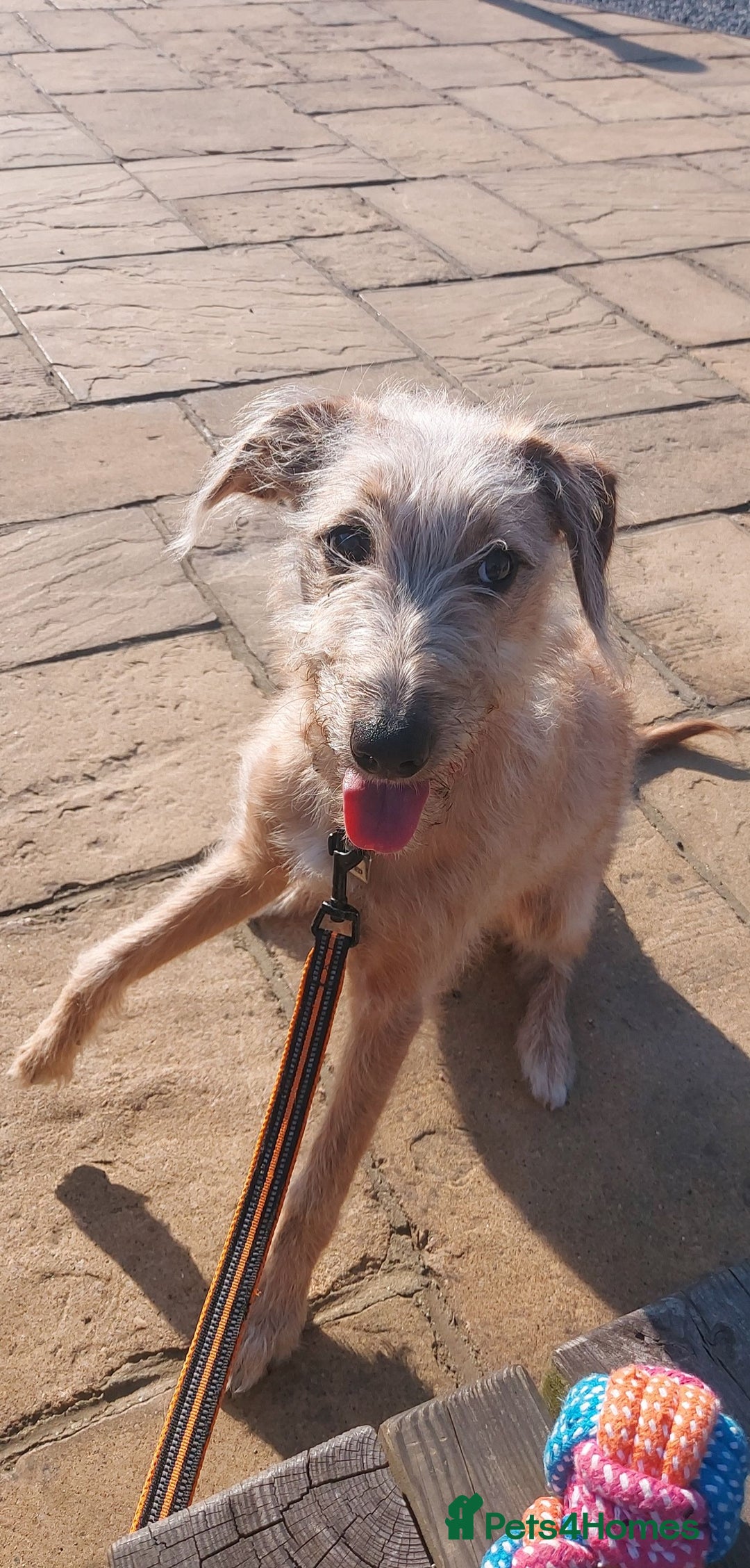 Lurcher dogs for stud: Dog for stud - Image 2