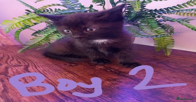 Mixed Breed cats - Advert 11