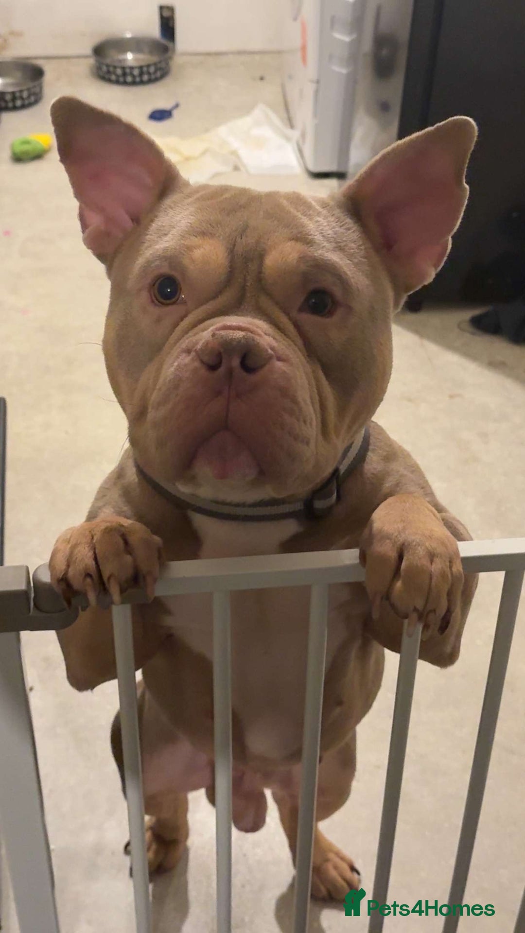 Mixed Breed dogs for sale: Male American bulldog pocket  - Advert 2