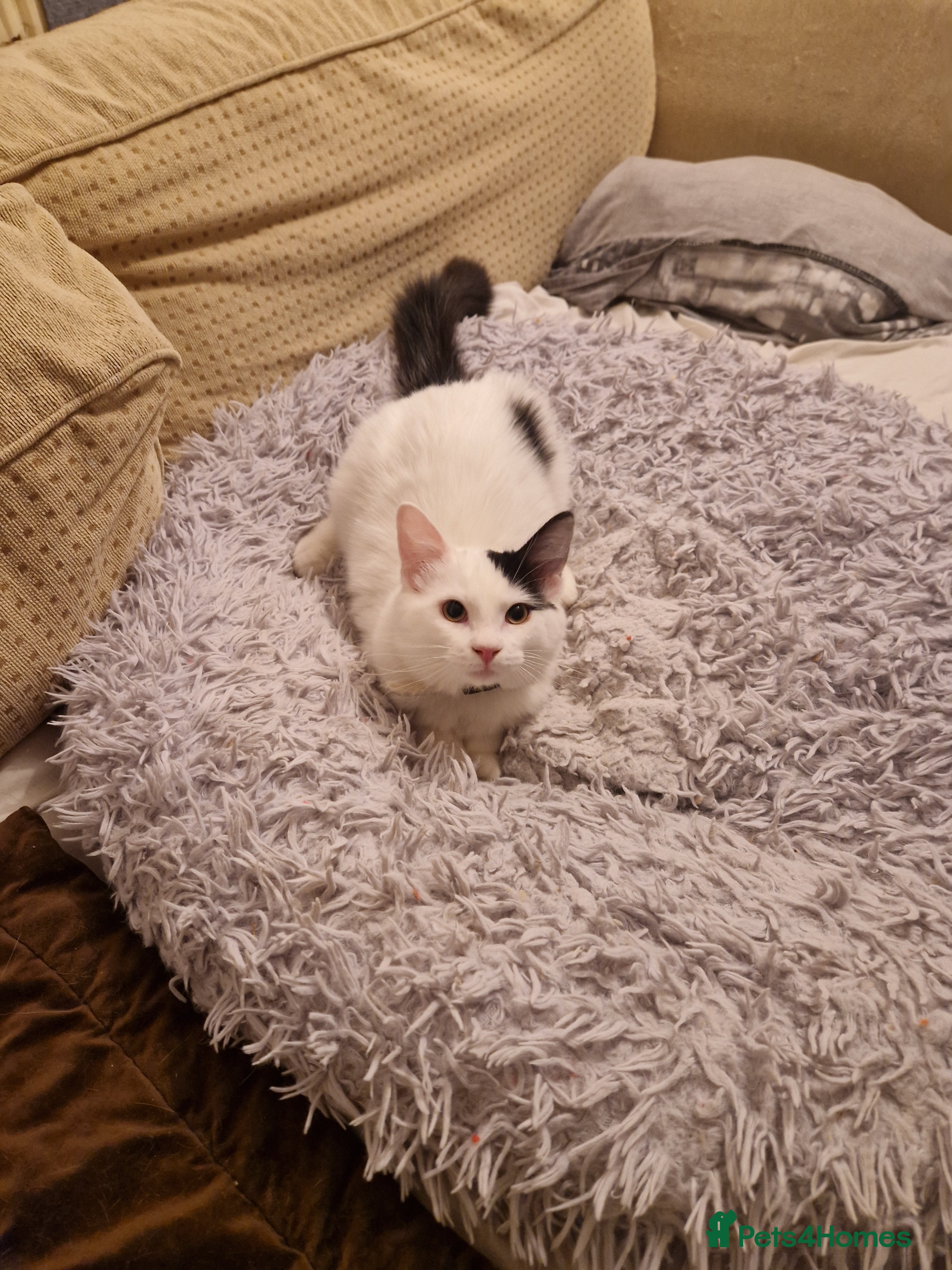 Mixed Breed cats Mix Ragdoll boy  - Advert 11