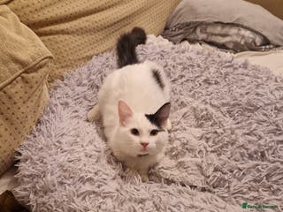 Mixed Breed cats Mix Ragdoll boy - Advert 3