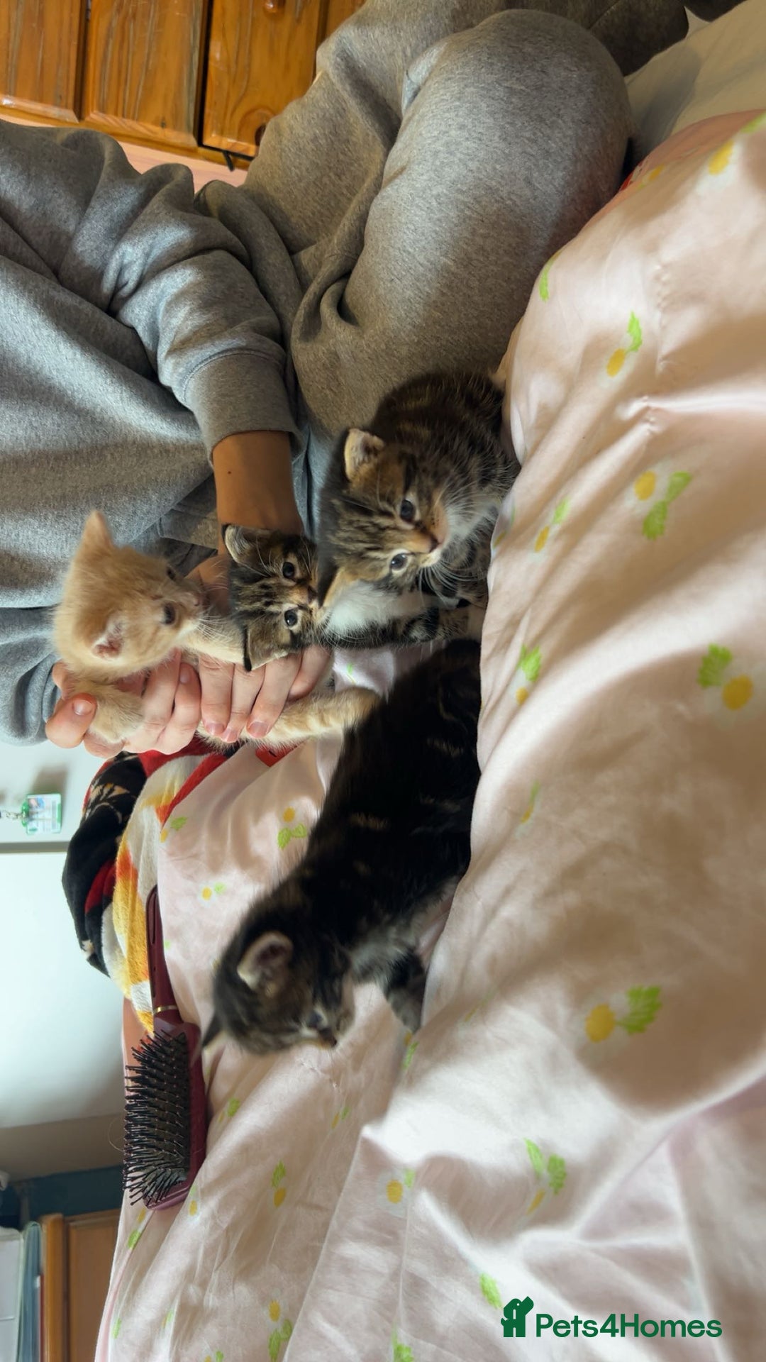 Mixed Breed cats for sale: Mixed breed fluffy kittens.  - Image 6