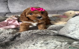 Cavapoo dogs for sale: Beautiful F1 Health Tested Red Cavapoo Puppies  - Image 6