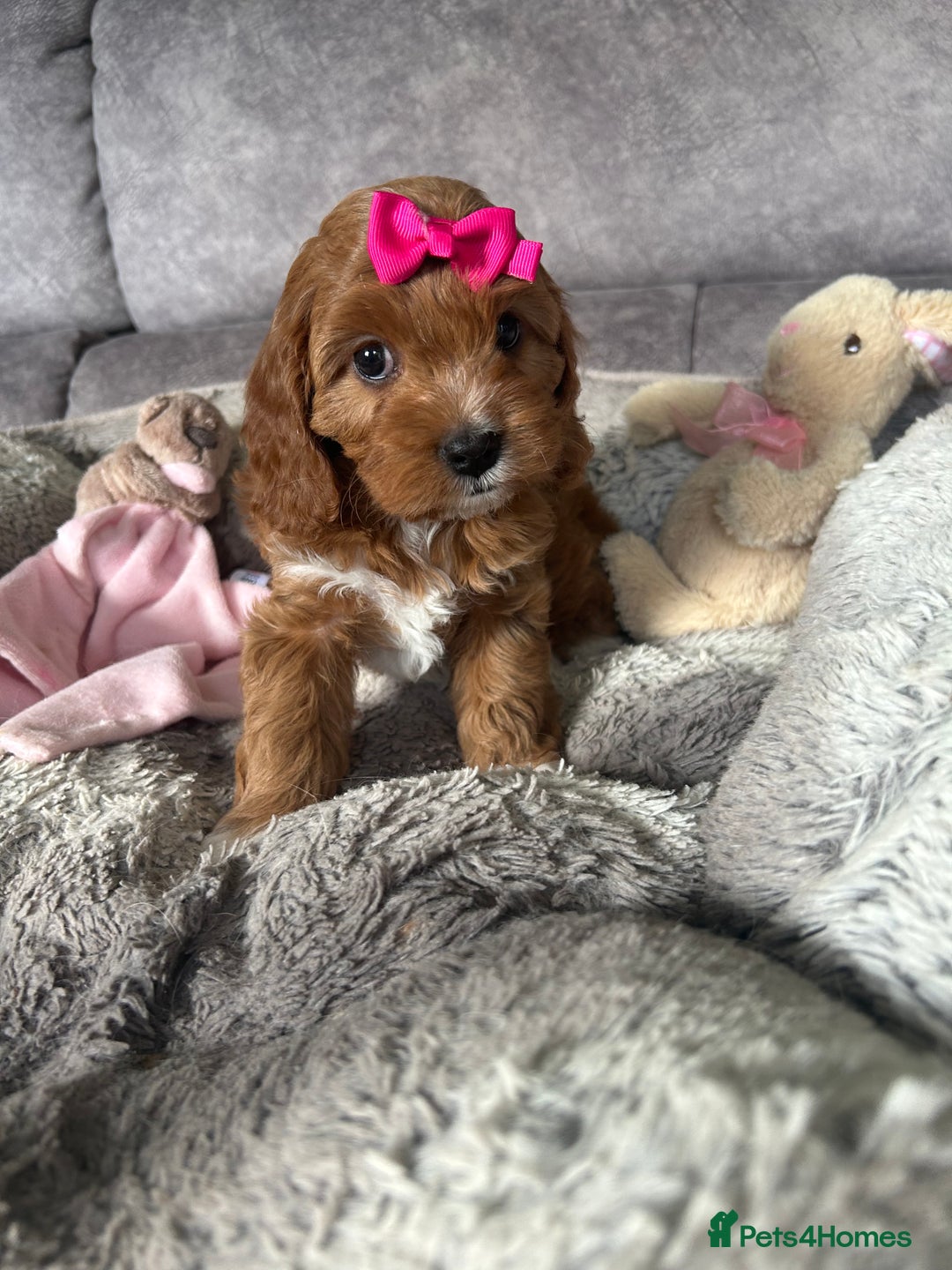 Cavapoo dogs for sale: Beautiful F1 Health Tested Red Cavapoo Puppies  - Image 6