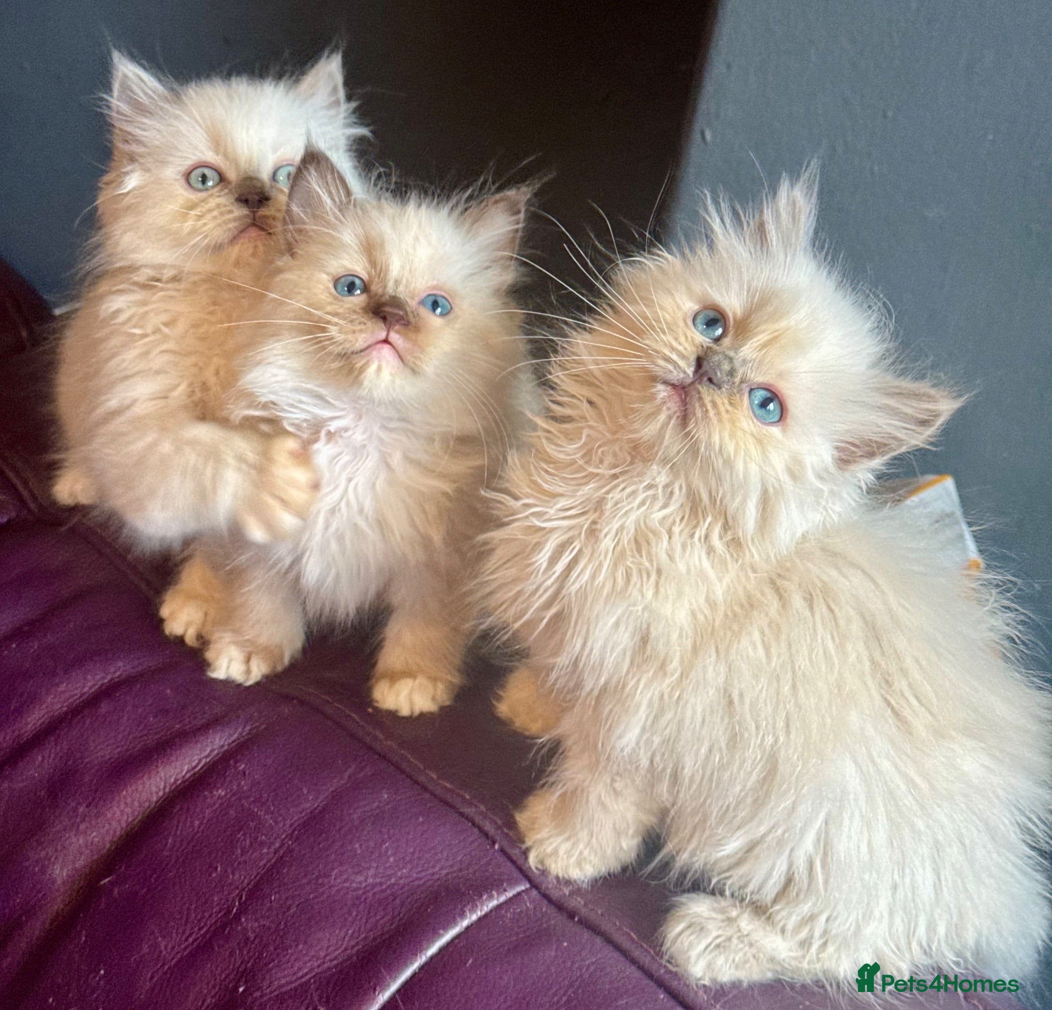 Ragdoll cats Lilac Chocolate full pedigree - Advert 8