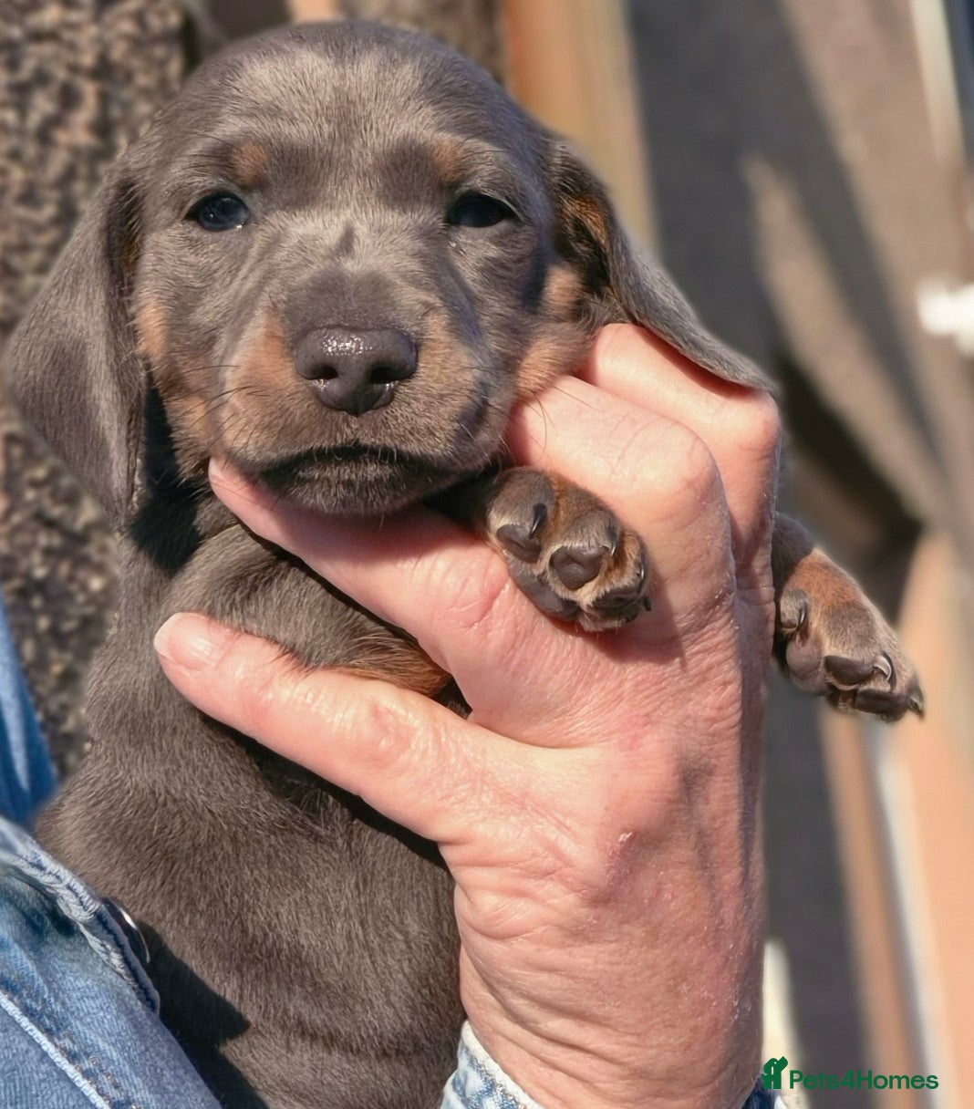 Miniature Dachshund dogs Miniature Dachshund puppies - Advert 3