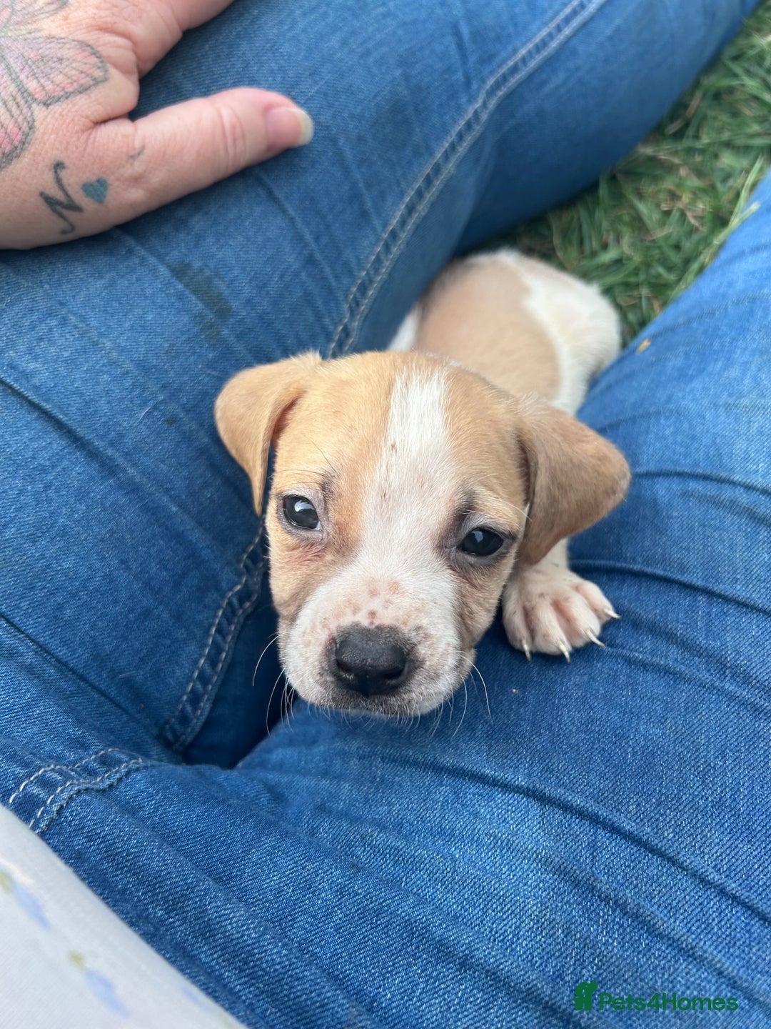 American Bulldog dogs for sale: Ready now Beautiful litter American bulldog puppy - Image 8
