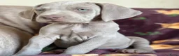 Weimaraner dogs for sale: 🐾Ready Now KC REG SILVER WEIMARANER PUPPIES 🐾 - Advert 2