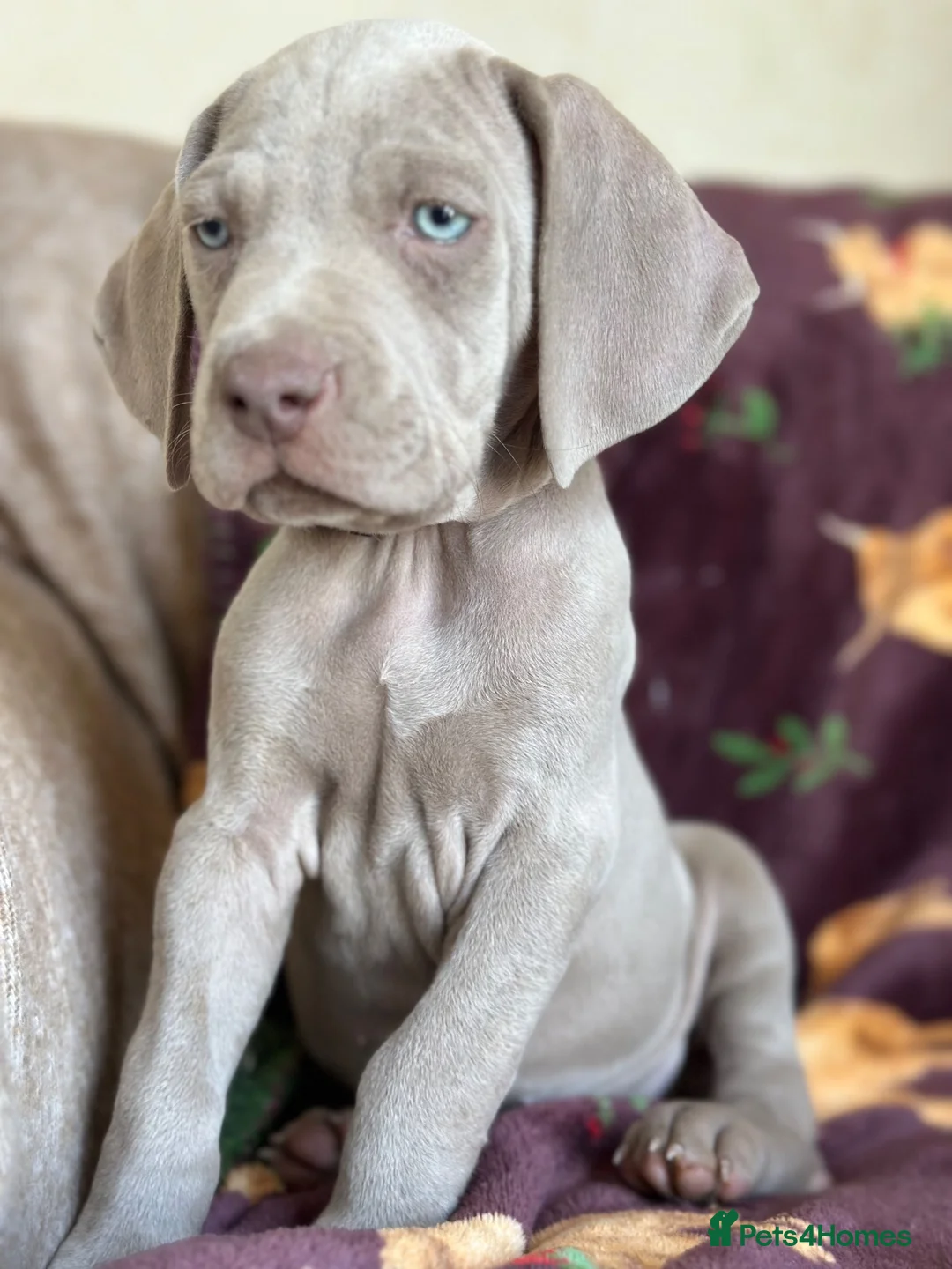 Weimaraner dogs for sale: 🐾Ready Now KC REG SILVER WEIMARANER PUPPIES 🐾 - Advert 2