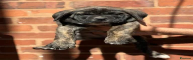 Presa Canario Puppy 7