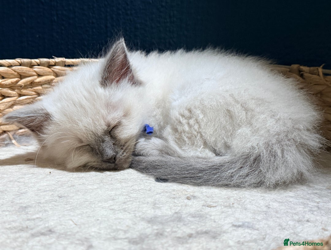 Ragdoll cats for sale: Beautiful blue point ragdoll kittens available now - Advert 3