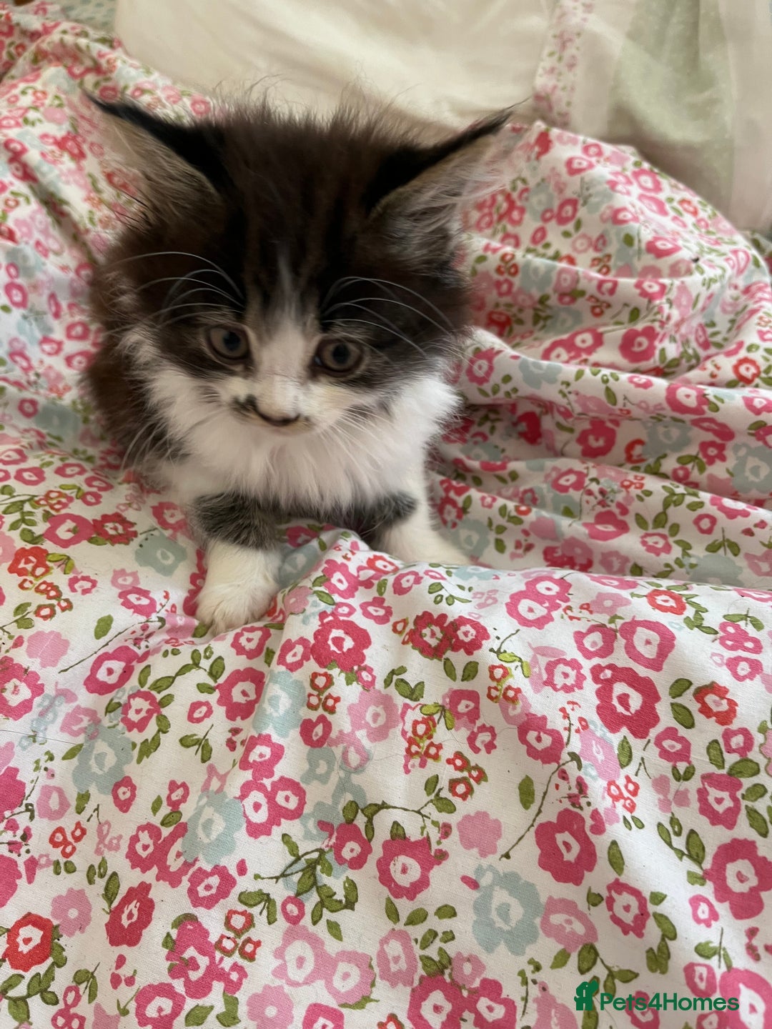 British Shorthair cats for sale: Make kitten aged 12 weeks .  - Image 5