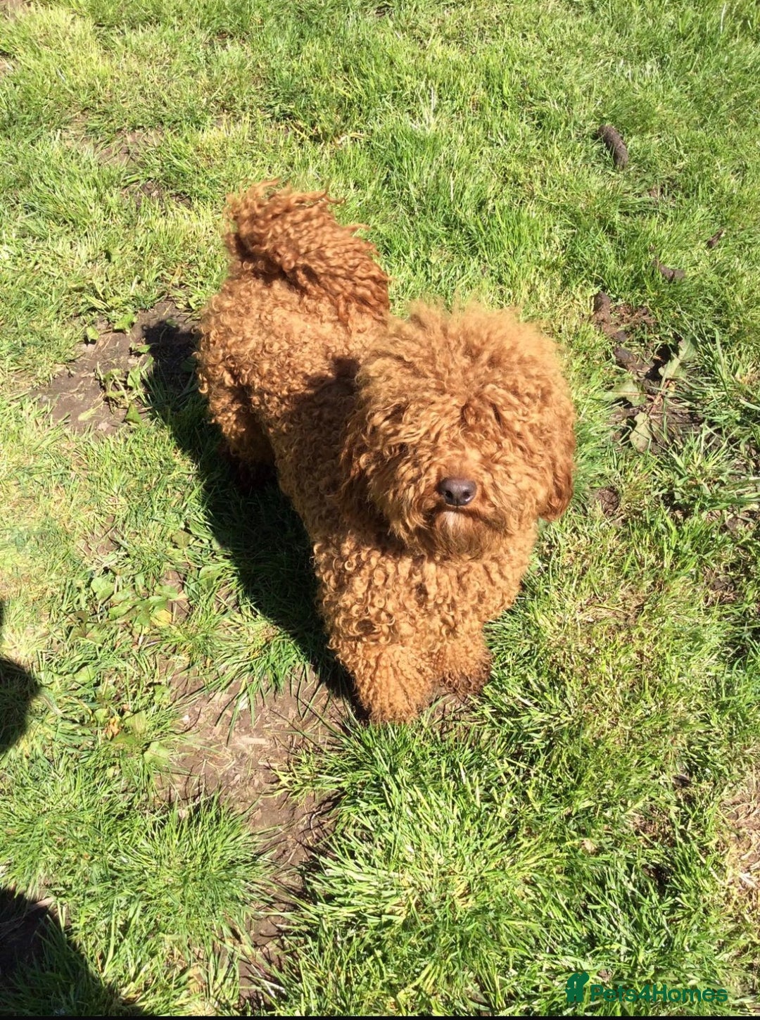 Cockapoo dogs for sale: Red Mini Cockapoo Puppies-Ready - 14 of January  - Advert 11