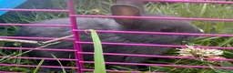 Netherland Dwarf rabbits for sale: Adorable Baby Netherland Dwarf Rabbits - Advert 8