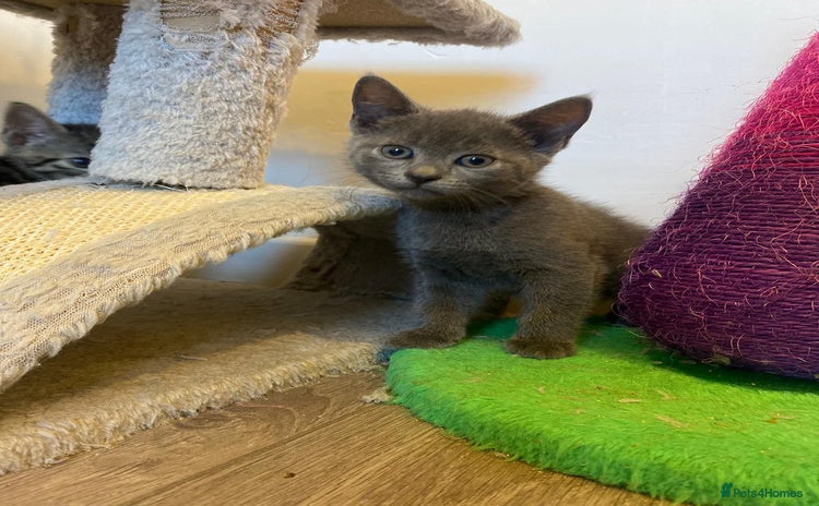 Mixed Breed cats - Advert 4