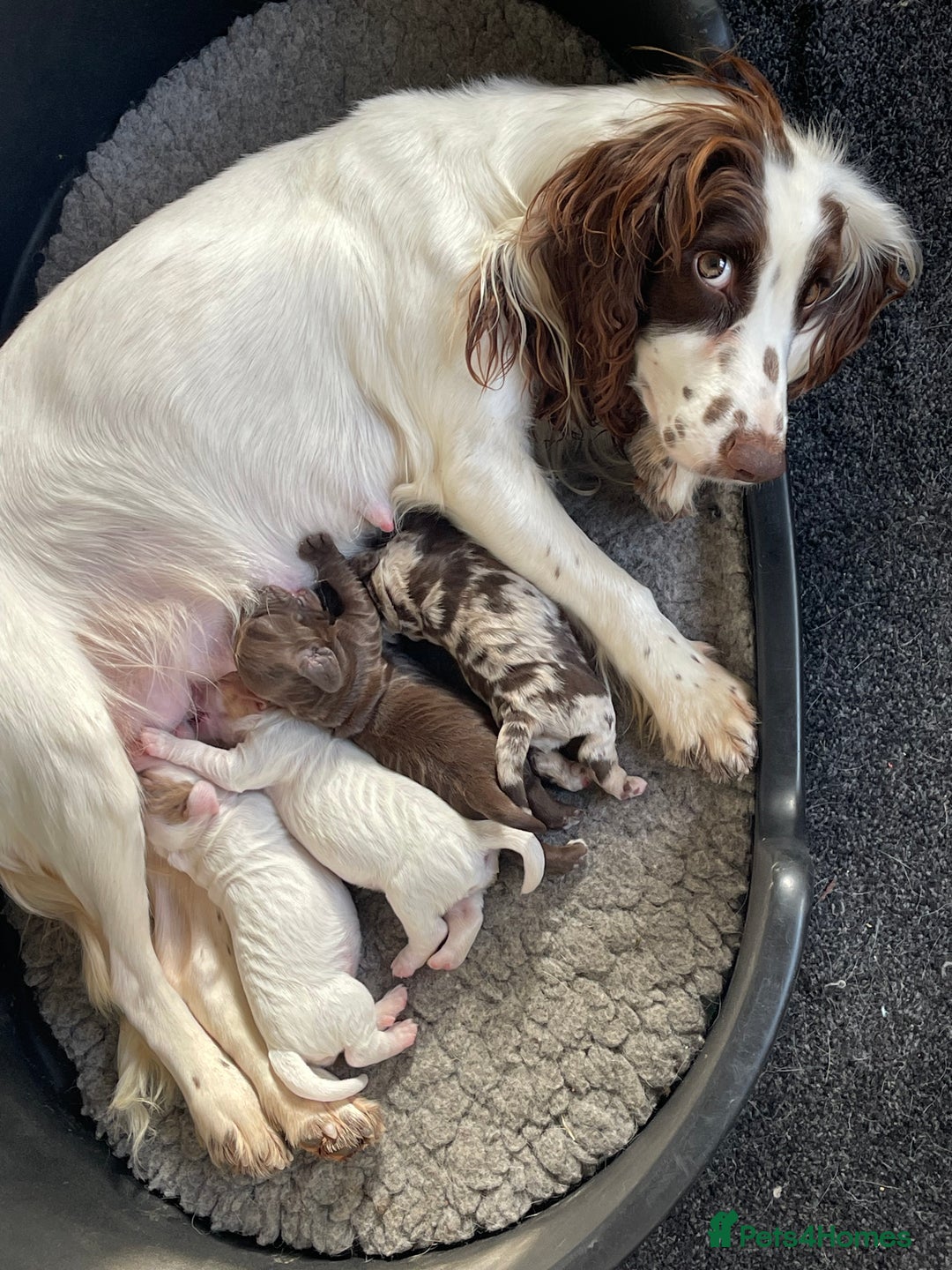 Cocker Spaniel dogs for sale:  Cocker Spaniel Puppies – Ready Soon - Advert 2
