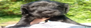 Cockapoo 4