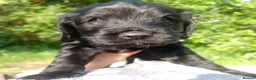 Cockapoo dogs for sale: Black and One black and white Cock a poo for Dale in Cardiff - Advert 7