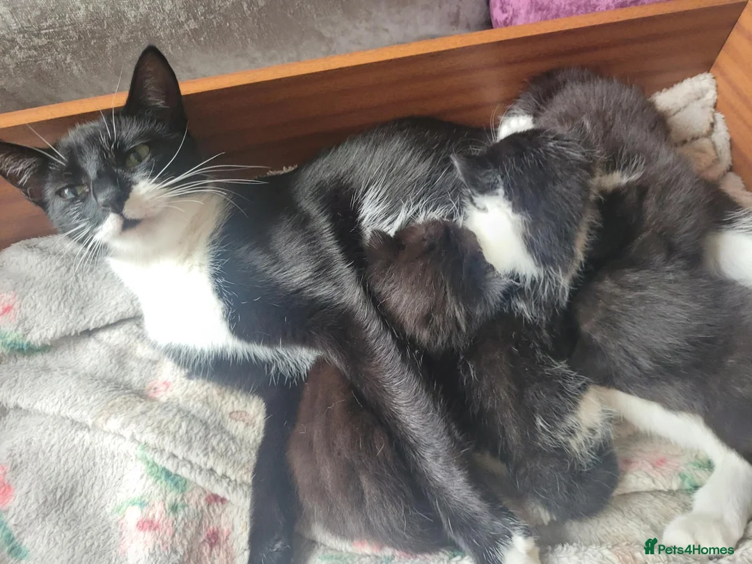 Domestic Shorthair cats for sale: Beautiful tuxedo kittens - Advert 5