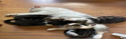 Mixed Breed cats for sale: Beautiful kittens looking for a loving homes  - Advert 26