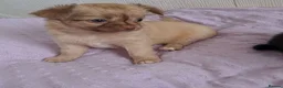 Chihuahua dogs for sale: Long Coat Chihuahua pups - Advert 21