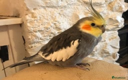 Cockatiels birds for sale: Pair of bonded male cockatiels hand reared tame - Image 4