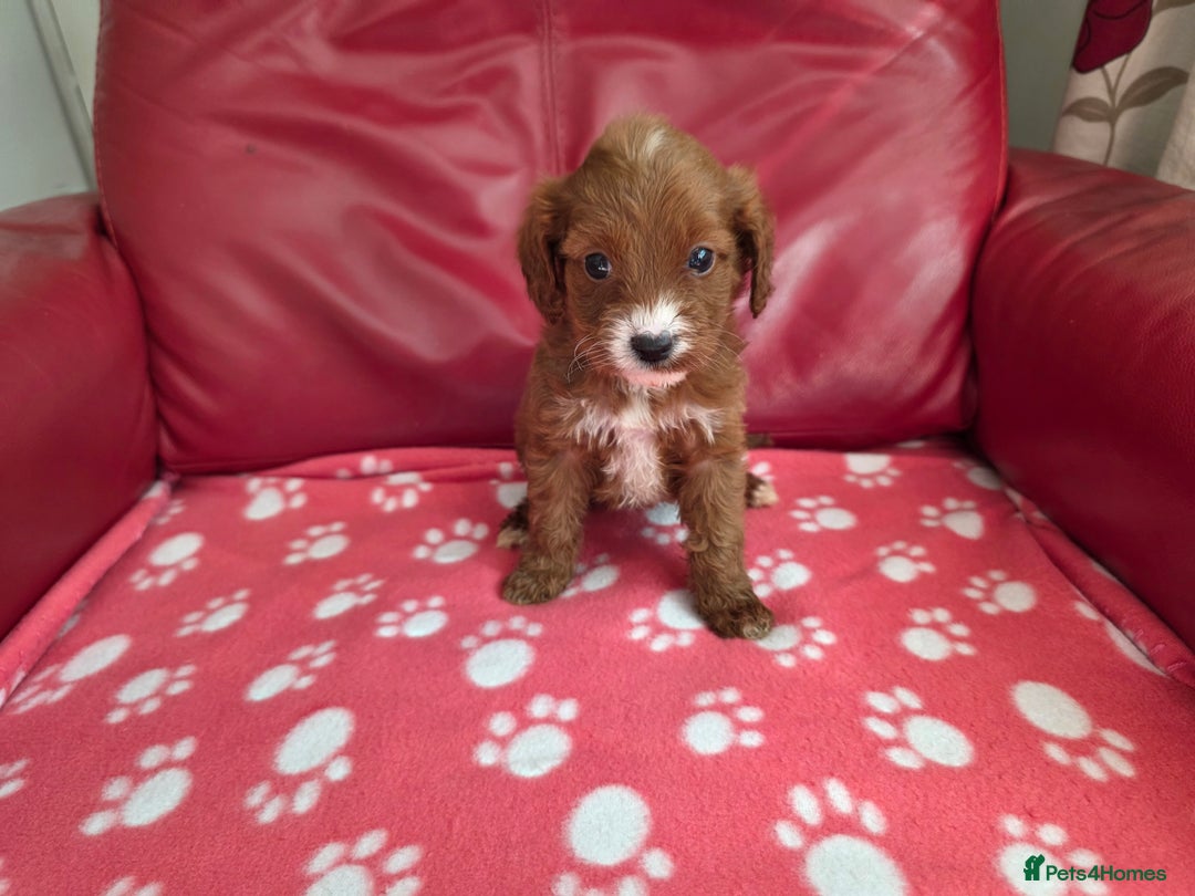 Cavapoo dogs for sale: F1 cavapoos  - Image 8