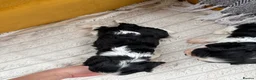 Cavalier King Charles Spaniel dogs for sale: 5 cavalier King Charles spaniel puppies available  - Advert 14