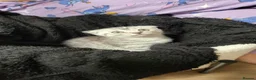 Scottish Fold cats for sale: Ready to rehome schottish fold kittens - Advert 25
