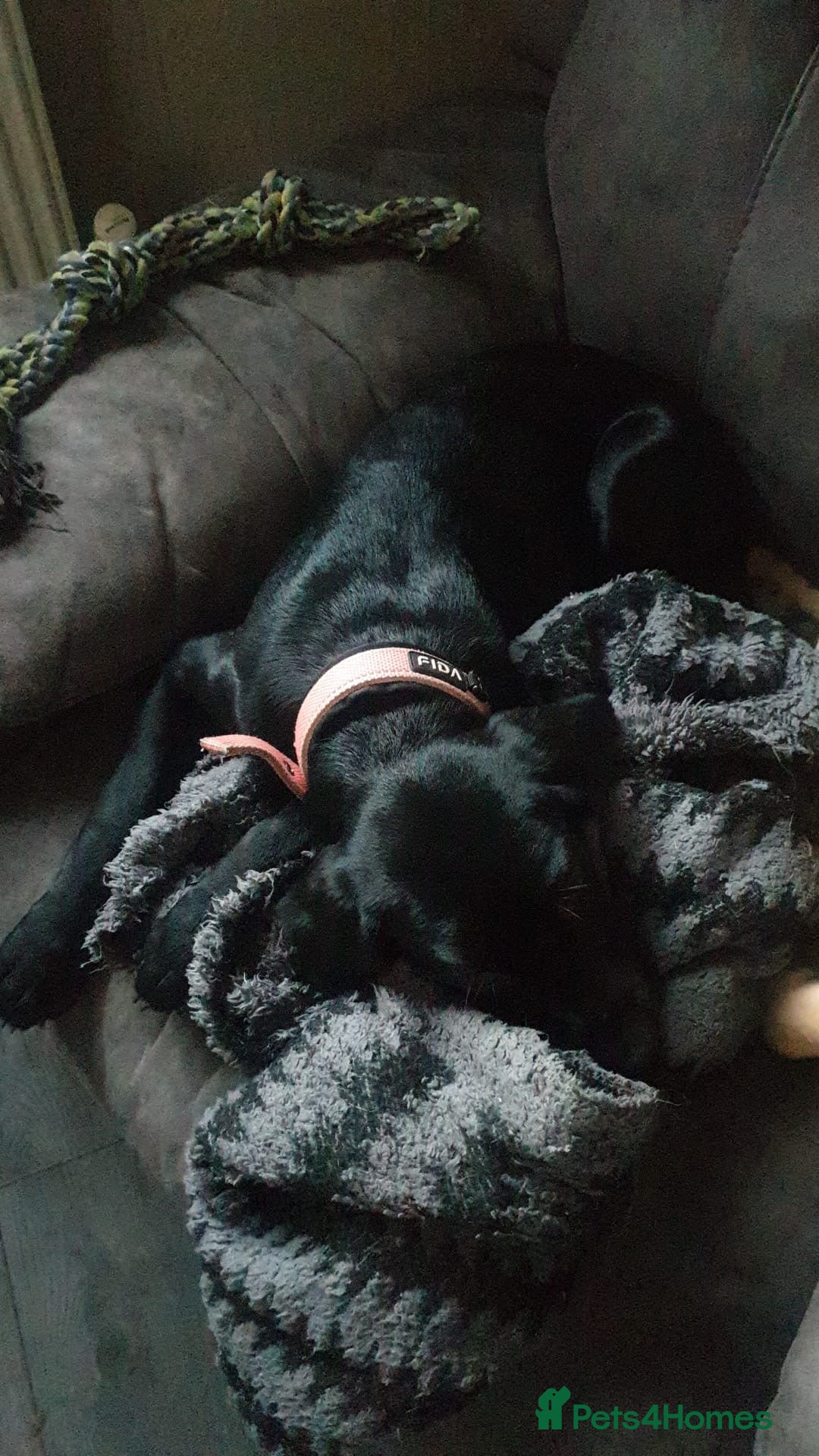 Mixed Breed dogs Beautiful Lab x Pointer Black Girl (LAST OF 11) - Advert 2