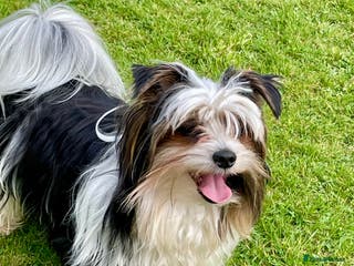 Biewer Terrier dogs Biewer terrier stud - Advert 5