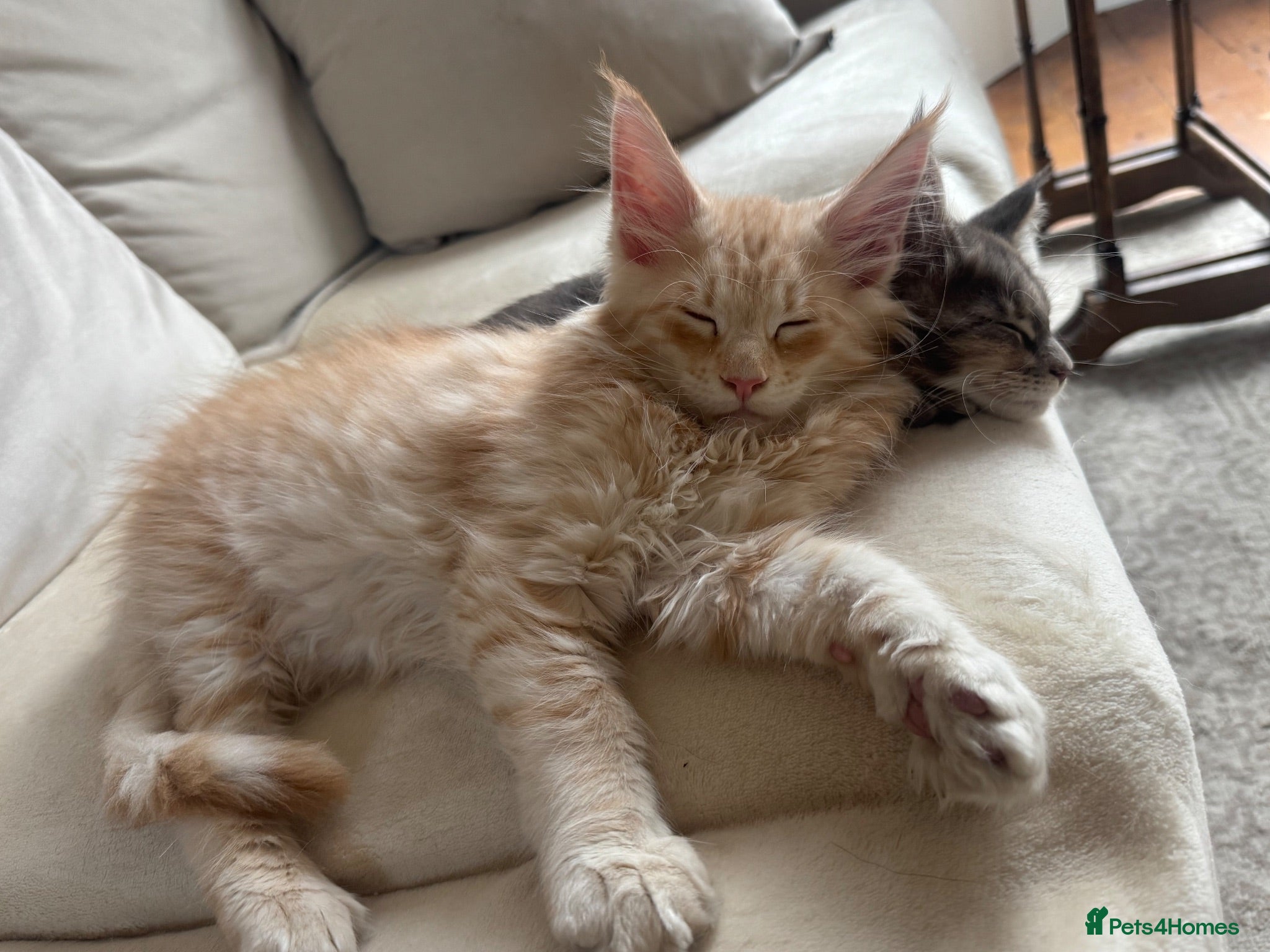 Maine Coon cats     ✨TICA Maine Coon Kittens | Licensed Breeder✨ - Advert 1