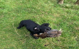 Cockapoo dogs for sale: Cokapoo pups - Image 1
