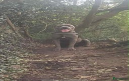 Cane Corso dogs for sale: Superb Cane Corso Puppies Available  - Image 4