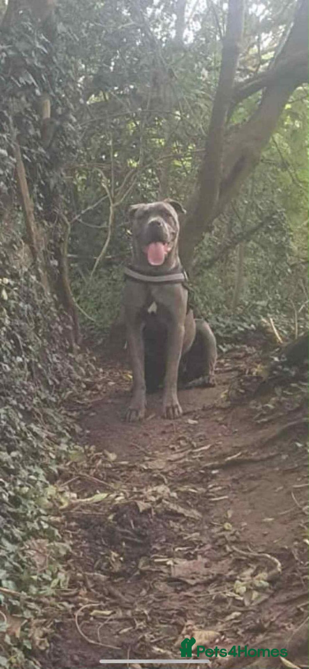 Cane Corso dogs for sale: Superb Cane Corso Puppies Available  - Image 4