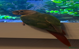Conures birds for sale: Red pineapple conure  - Image 3