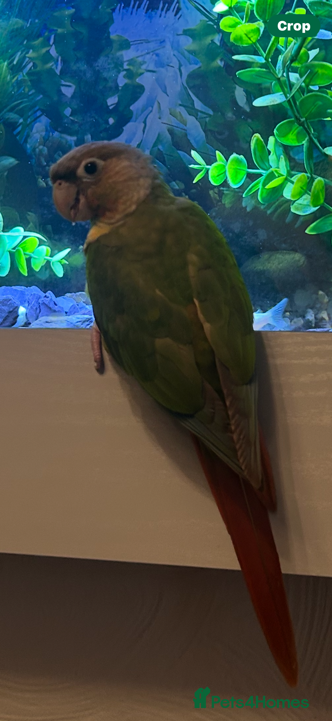 Conures birds for sale: Red pineapple conure  - Image 3