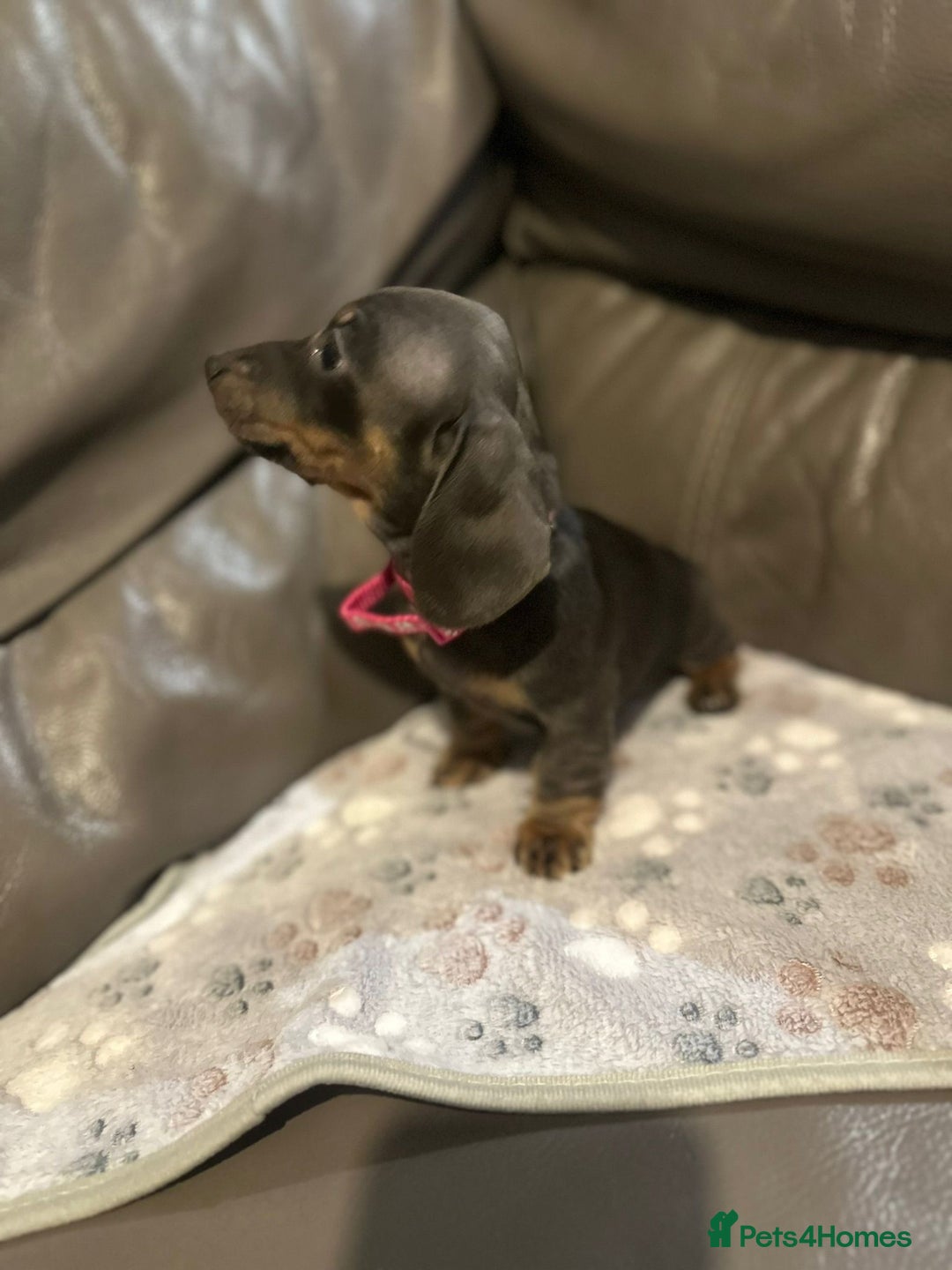 Miniature Dachshund dogs for sale: Beautiful Smooth Haired Dachshund Puppies - Advert 5