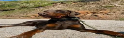 Dobermann dogs for sale: Beautiful Doberman girl  - Advert 2